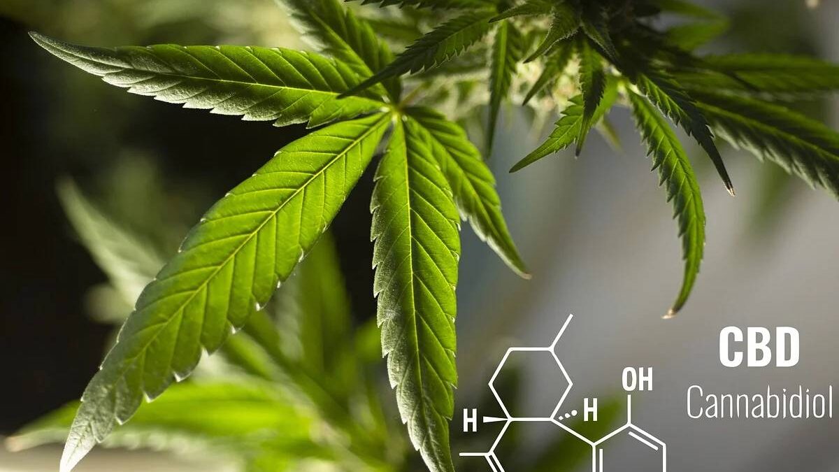 Top 8 CBD Industry Niches: Best CBD Business Ideas