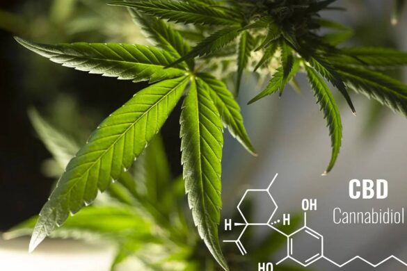 CBD