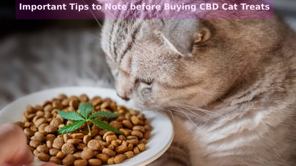 Important Tips to Note before Buying CBD Cat Treats