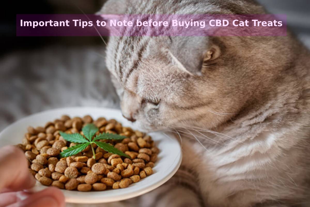 Important Tips to Note before Buying CBD Cat Treats