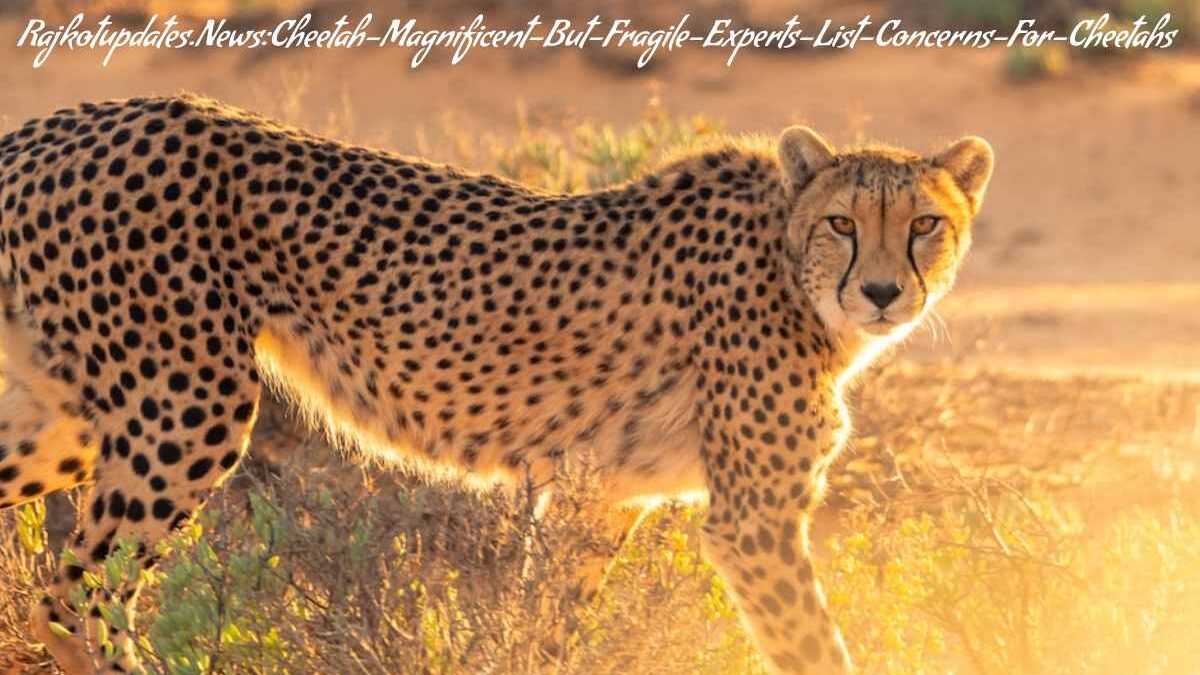 Rajkotupdates.News:Cheetah-Magnificent-But-Fragile-Experts-List-Concerns-For-Cheetahs