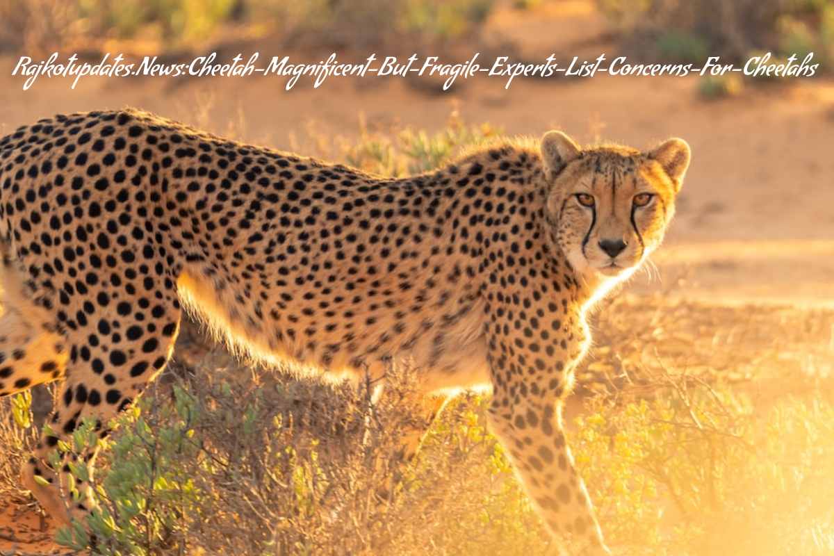 Rajkotupdates.News:Cheetah-Magnificent-But-Fragile-Experts-List-Concerns-For-Cheetahs