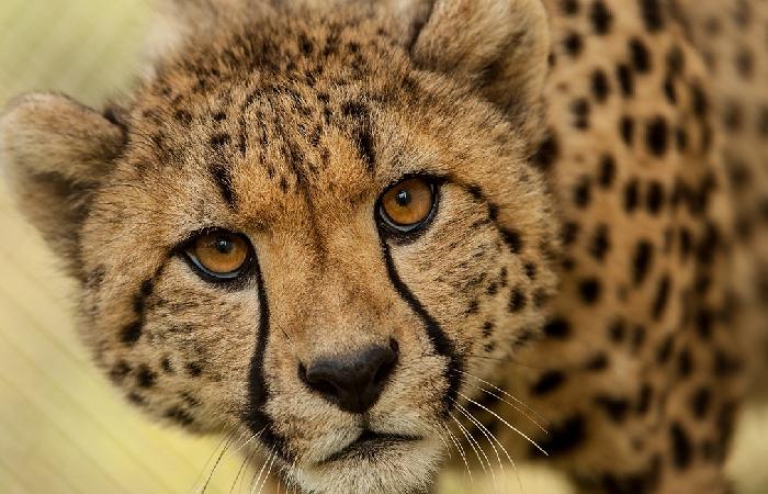 Rajkotupdates.News:Cheetah-Magnificent-But-Fragile-Experts-List-Concerns-For-Cheetahs |10 Interesting Facts About Cheetahs