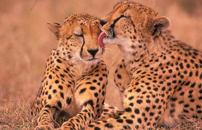 Cheetah-Magnificent-But-Fragile-Experts-List-Concerns-For-Cheetahs